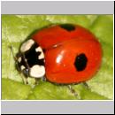 Adalia bipunctata - Zweipunkt 08.jpg
